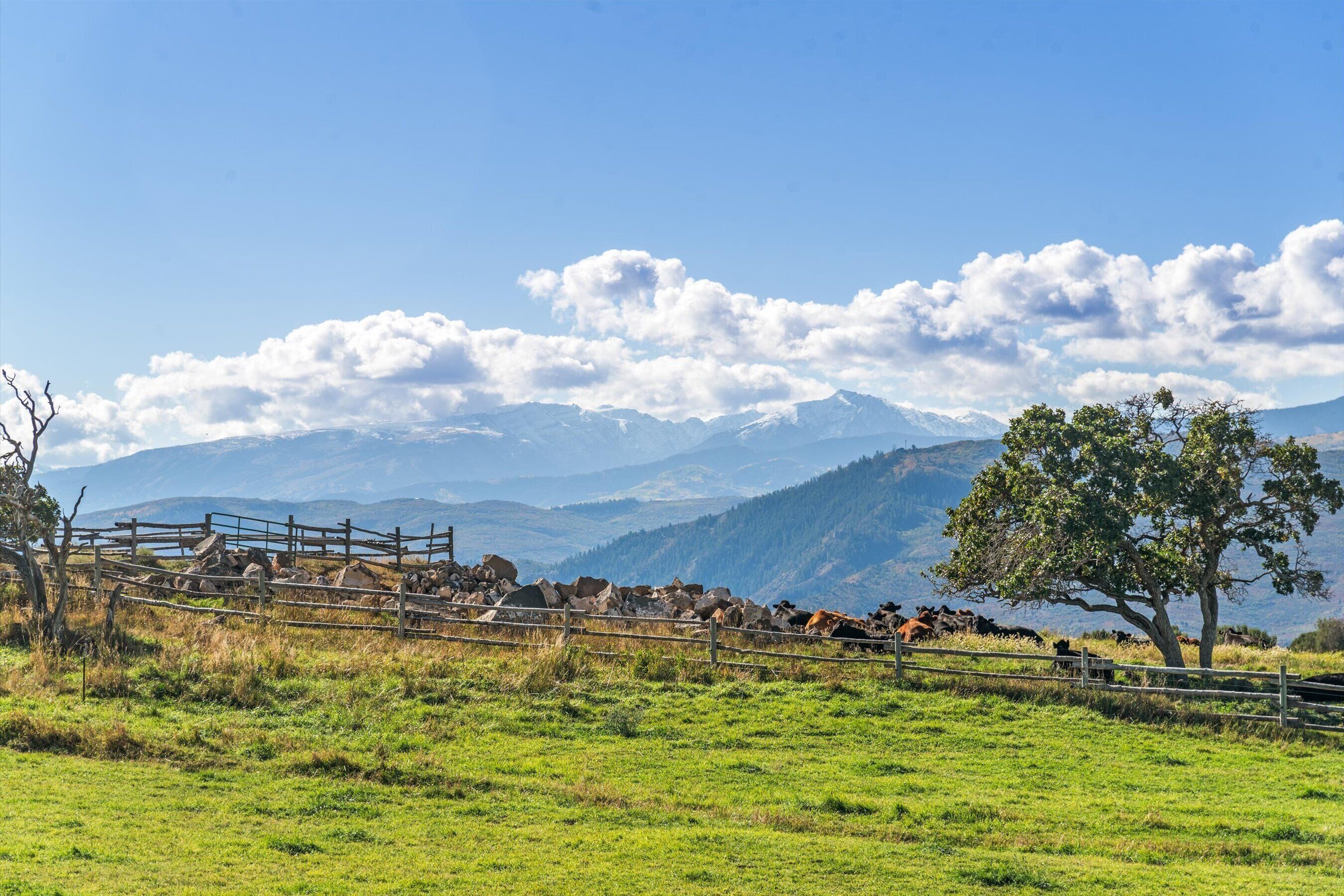 A rural landscape with a wooden fence, grazing cows, and a tree.