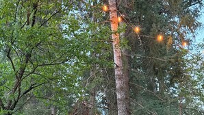 Een chalet omringd door hoge bomen met lichtjes.