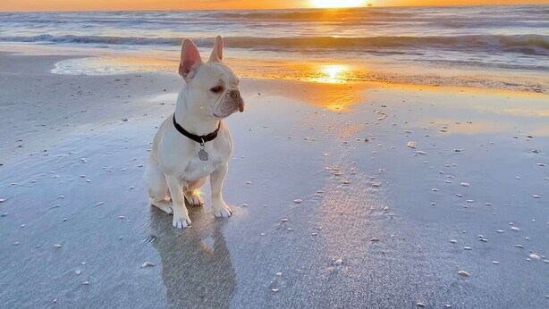 Een witte hond zittend op het strand bij zonsondergang.