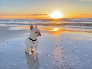 Vlak bij het strand