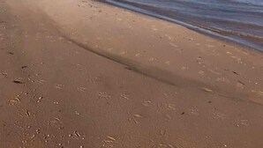 A wide sandy beach with gentle waves, a clear sky, and a distant tree line.