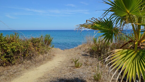 A dirt path leading to a beach with clear blue water and a palm tree on the right. - Amazing home in Cervione (Cervione)