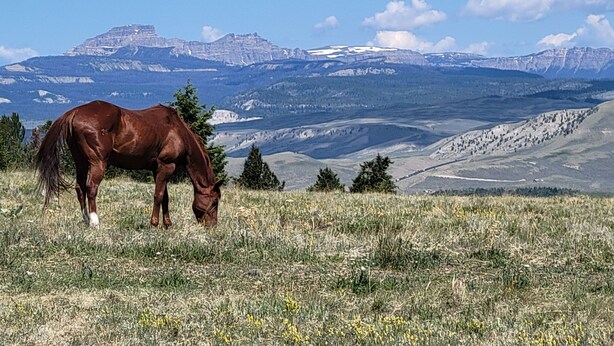A horse grazing on a grassy field with a mountainous landscape in the background.