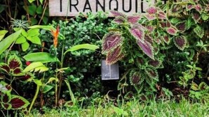 Un panneau indiquant «TRANQUILLE» au milieu d’une végétation luxuriante.