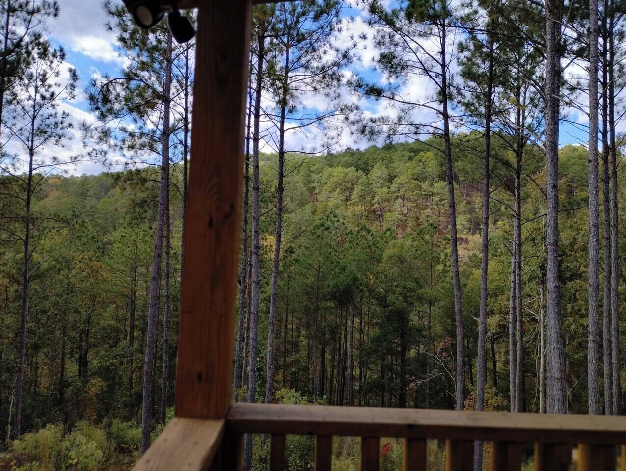 Une terrasse en bois offrant une vue sur une forêt dense de grands pins.