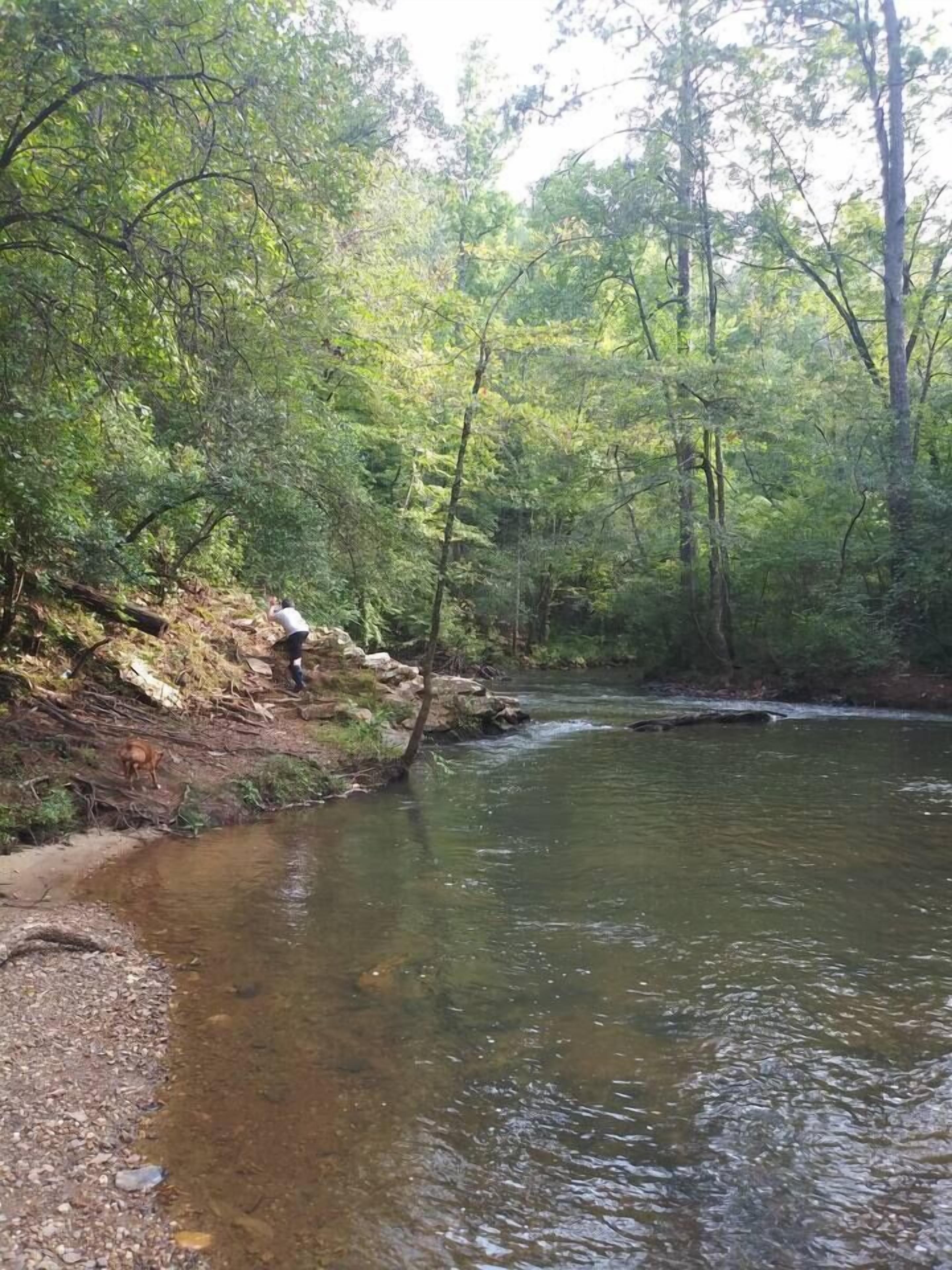 Eine natürliche Landschaft mit Fluss, dichtem Grün und felsigem Gelände.