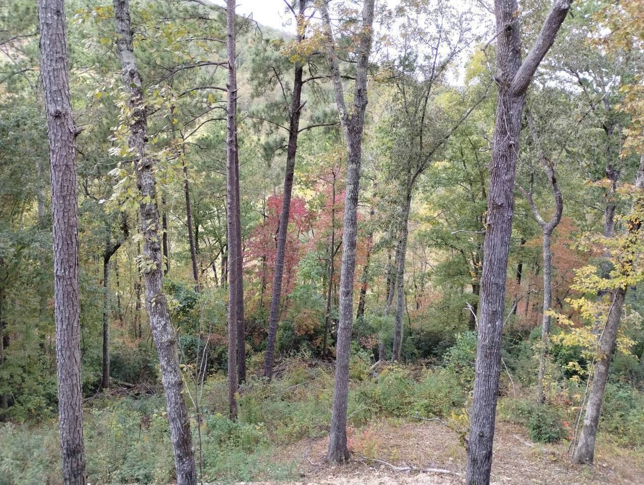 Uma floresta densa com árvores altas e vegetação rasteira.