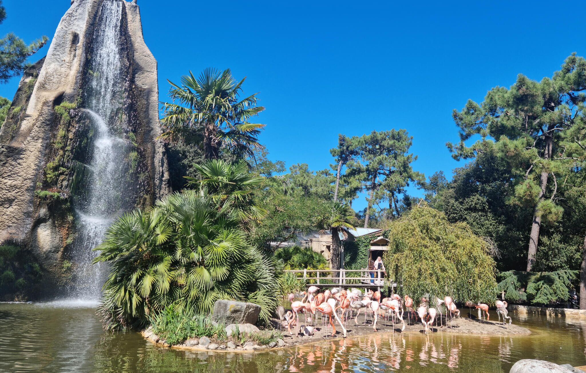Una cascada, un estanque con flamencos y un puente de madera.