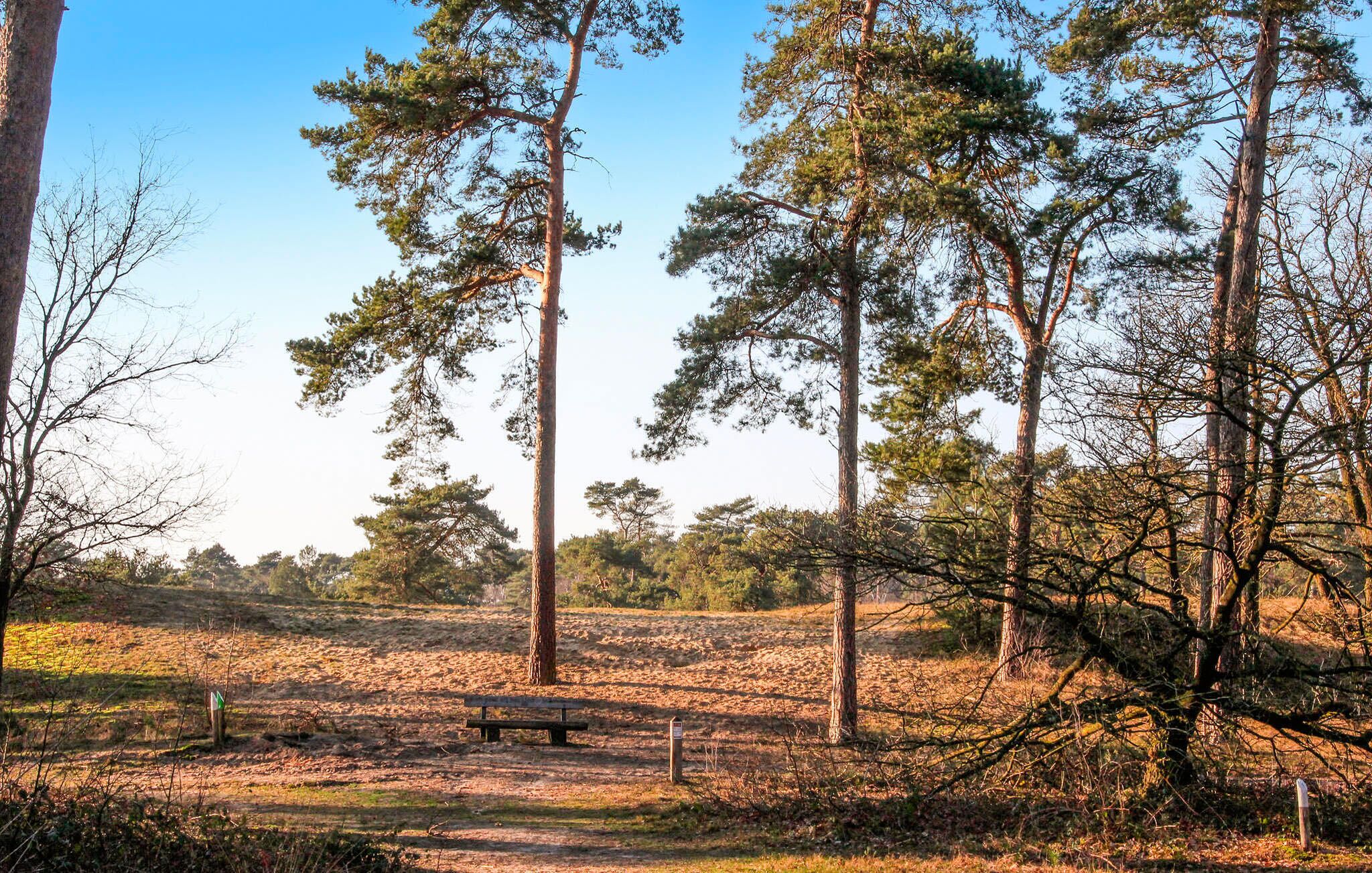 A forested area with a wooden bench and a signpost.