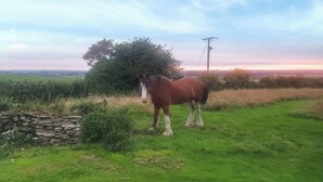 A horse standing in a grassy field with a stone wall and a tree in the background. - 1 bedroom accommodation in Ormskirk (Ormskirk)