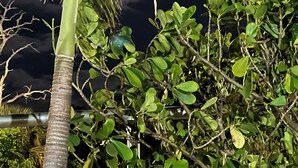 A night scene with a visible moon and clouds, surrounded by dense foliage. - Cozy condotel with King Bed, WiFi, great pool, fitness room and much more! (Sarasota)