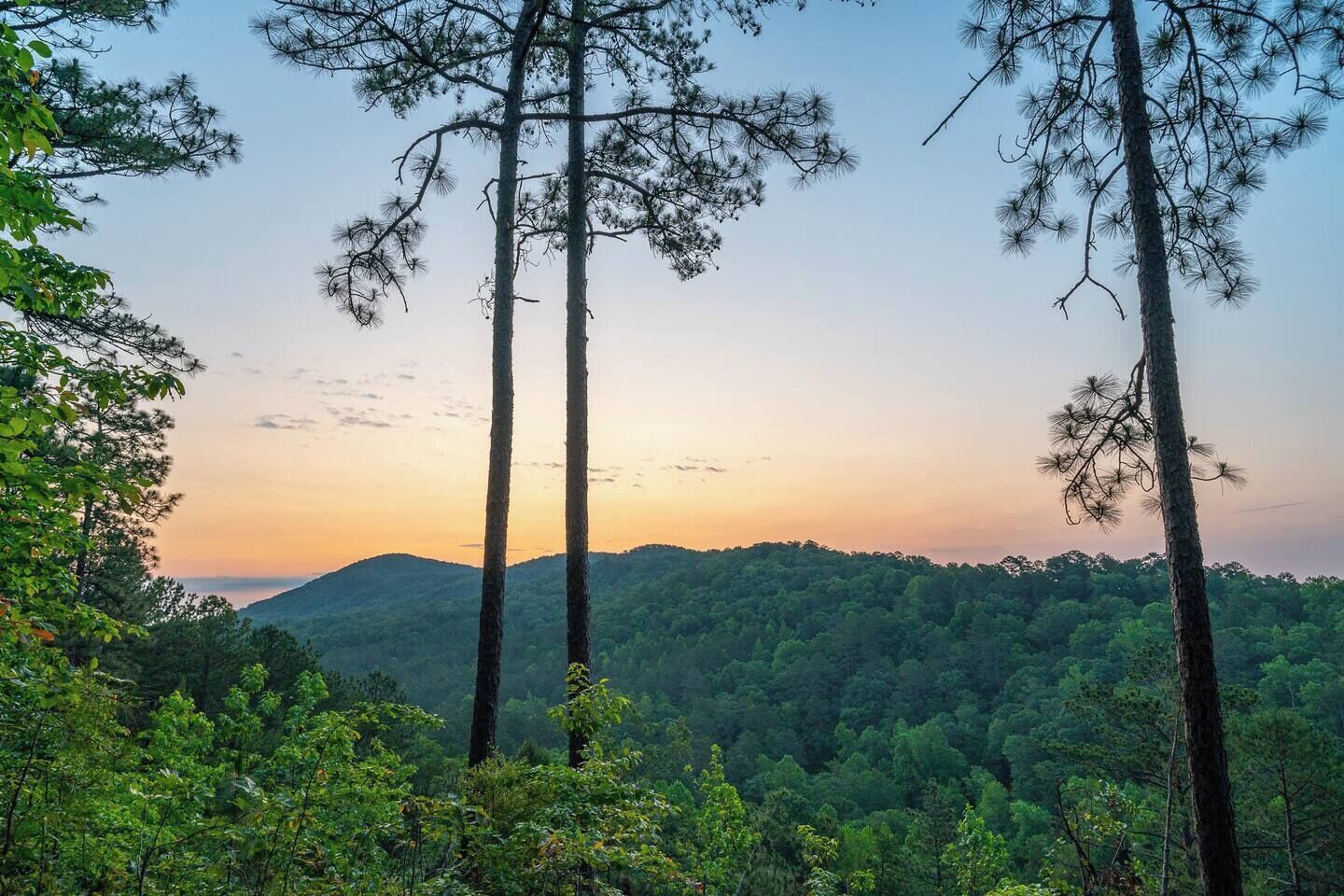 A forested landscape with tall pine trees and a mountain in the background.