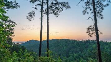 A forested landscape with tall pine trees and a mountain in the background.