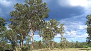 Un paisaje con árboles altos y cielo despejado.