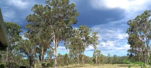 Eine Landschaft mit hohen Bäumen und blauem Himmel.