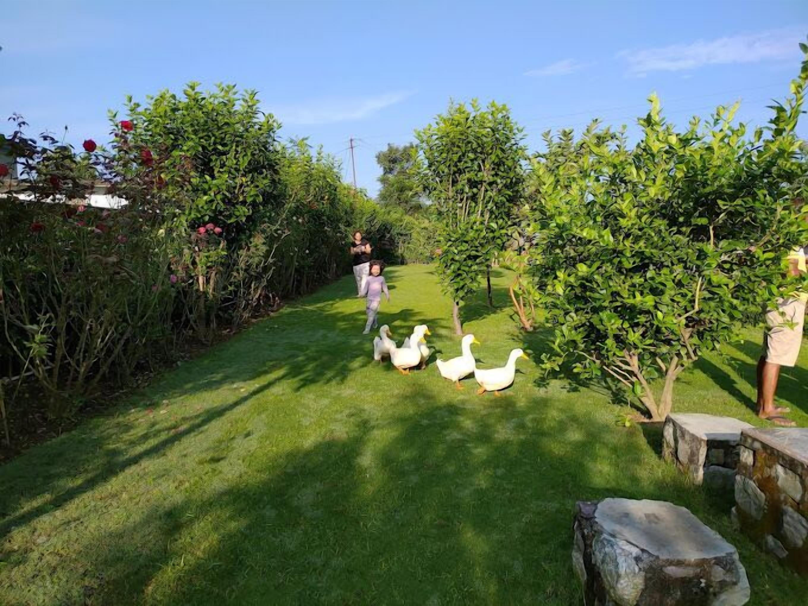 Garden