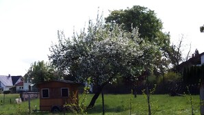 Un paysage rural avec un grand arbre en fleurs, une petite construction en bois et un champ d’herbe.