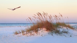 Una spiaggia con sabbia, erba e un uccello in volo.