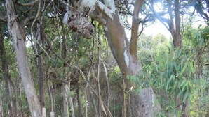 A narrow dirt path flanked by trees and vegetation. - Stefy Home (Vaccarizzo-delfino)