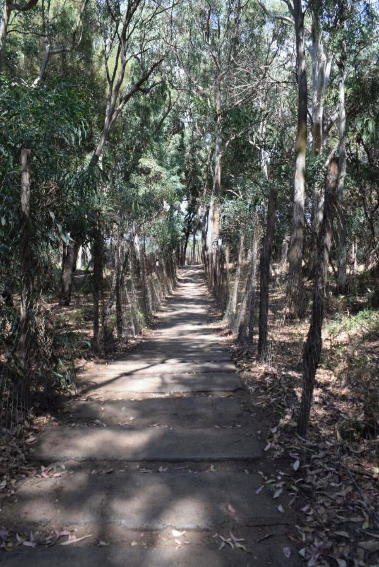 Un sentier bordé d’arbres, situé dans une zone boisée.