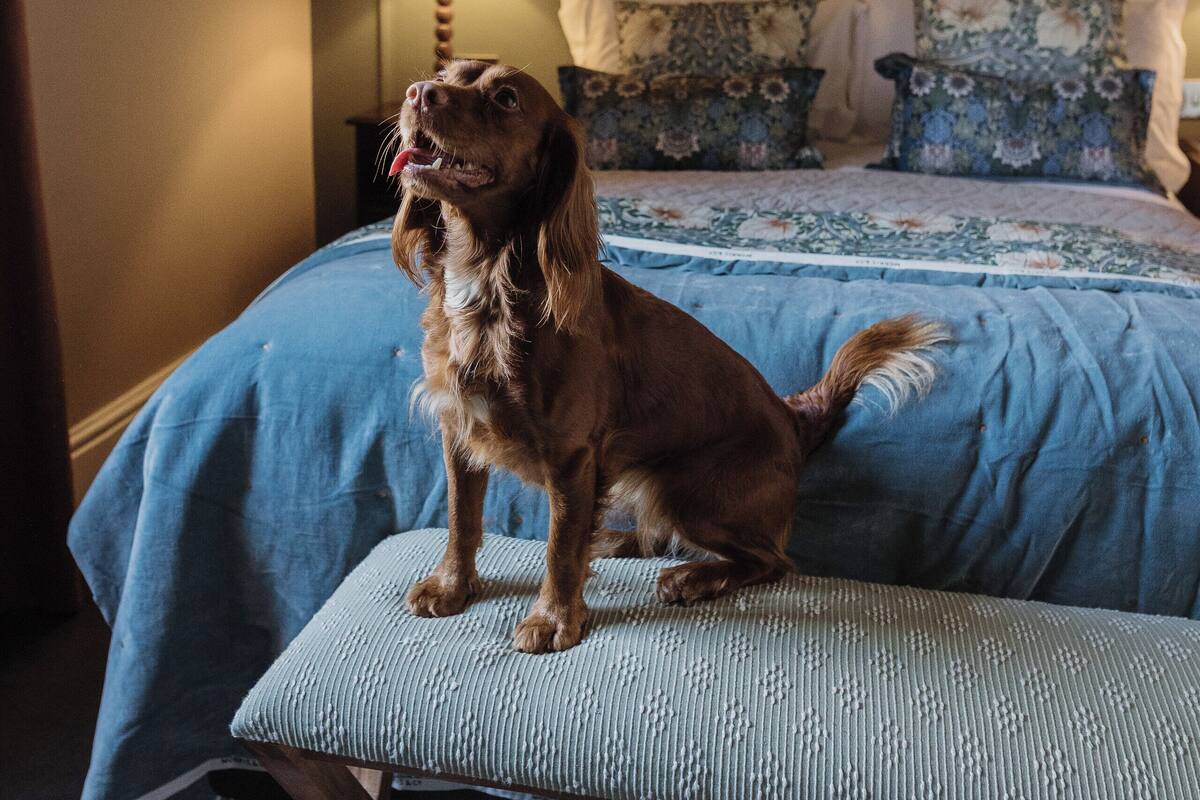 Un perro sentado en una cama con una colcha azul y una almohada estampada.