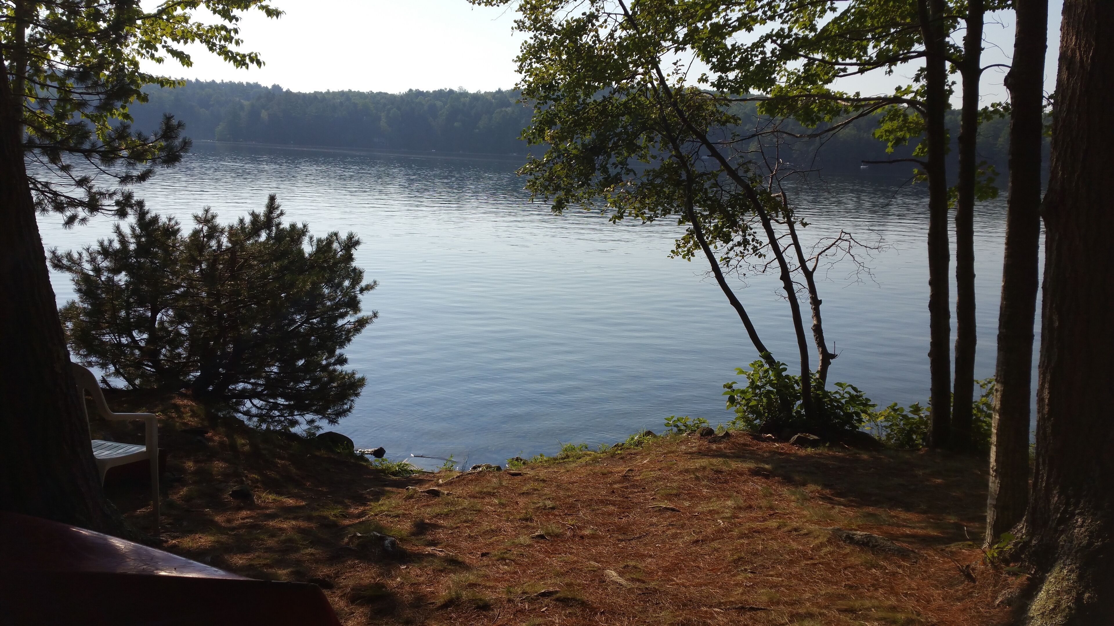 A lakeside view with a bench and trees.