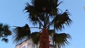 A tall palm tree in front of a multi-story building with balconies and a sign that reads "LOFT APARTMENTS". - Elegant studio - 50m from the Croisette and the Beach (Cannes)