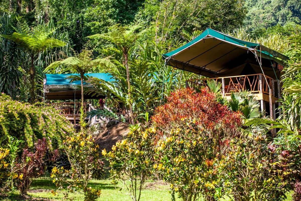 Una estructura de madera rústica con techo verde, rodeada de exuberante vegetación tropical.
