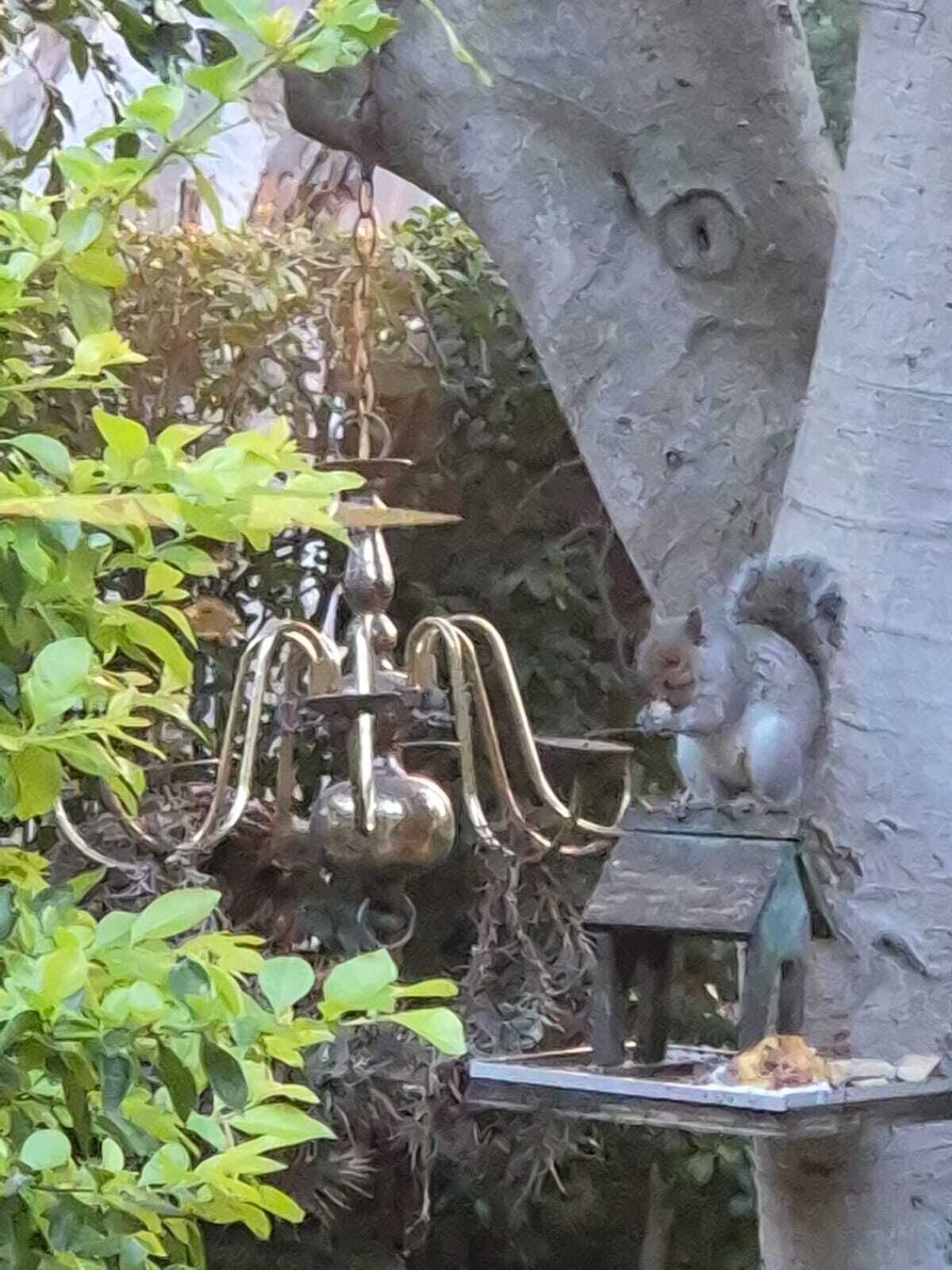 Foto - Afton Safari Lodge