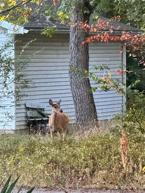 Miscellaneous - The Breezy Birch House- 0.25 miles from the beach (Caseville)