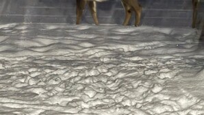 Ein Reh steht im Schnee, im Hintergrund ein Baum.