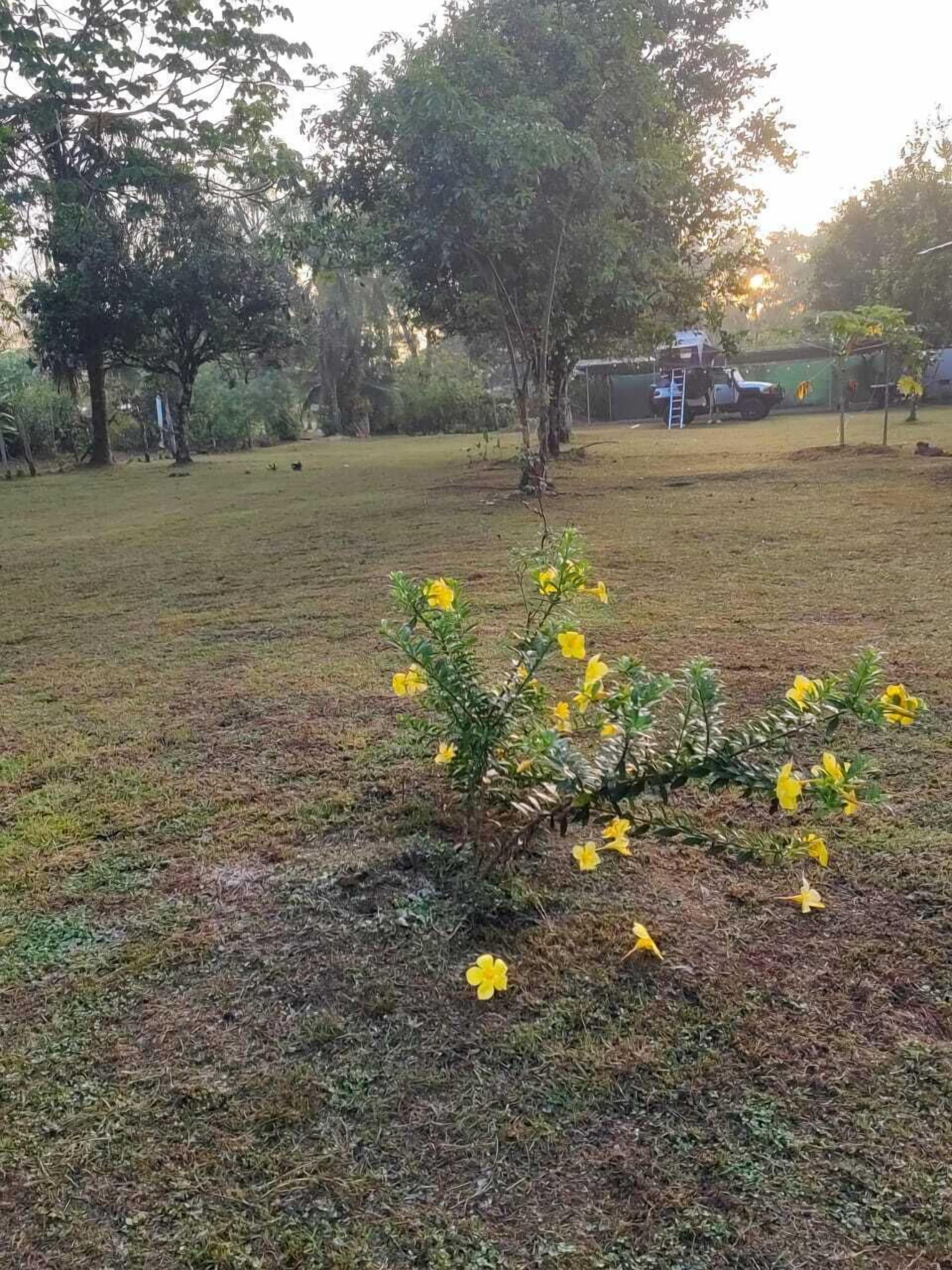 A grassy area with yellow flowers and trees in the background.