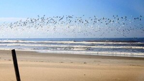 A beach with waves and a flock of birds flying overhead.