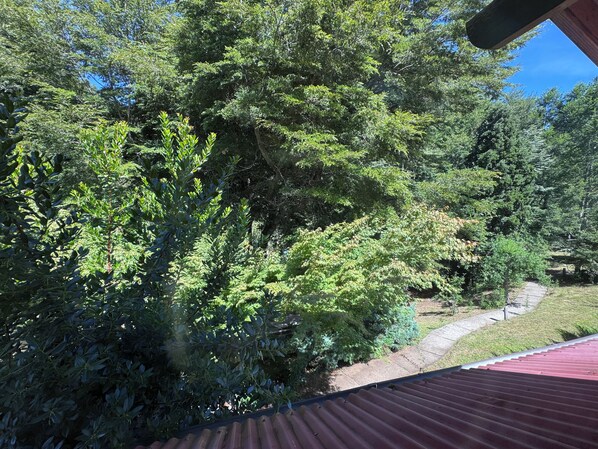 Une vue d’un paysage verdoyant et luxuriant, avec un feuillage dense et un sentier qui le traverse.