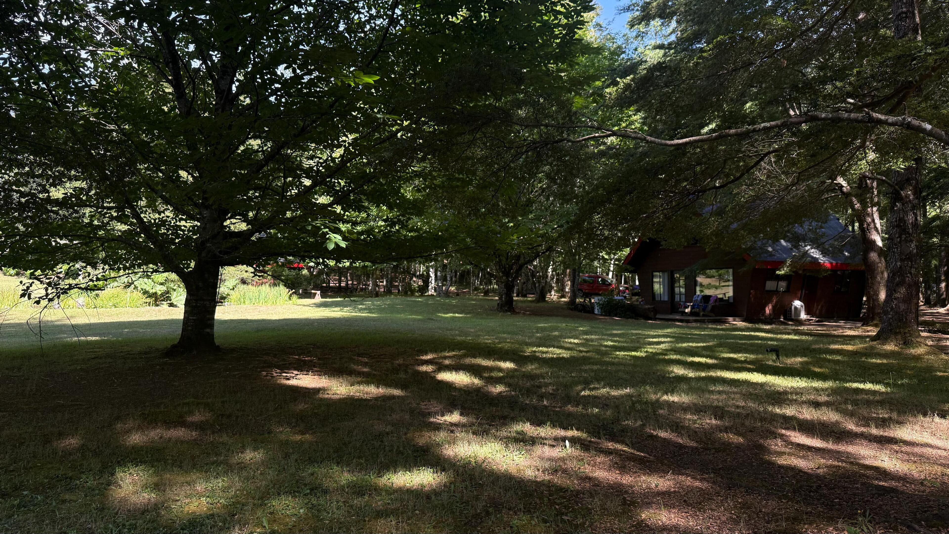 Un parc avec un grand arbre, un petit bâtiment et une zone herbeuse.