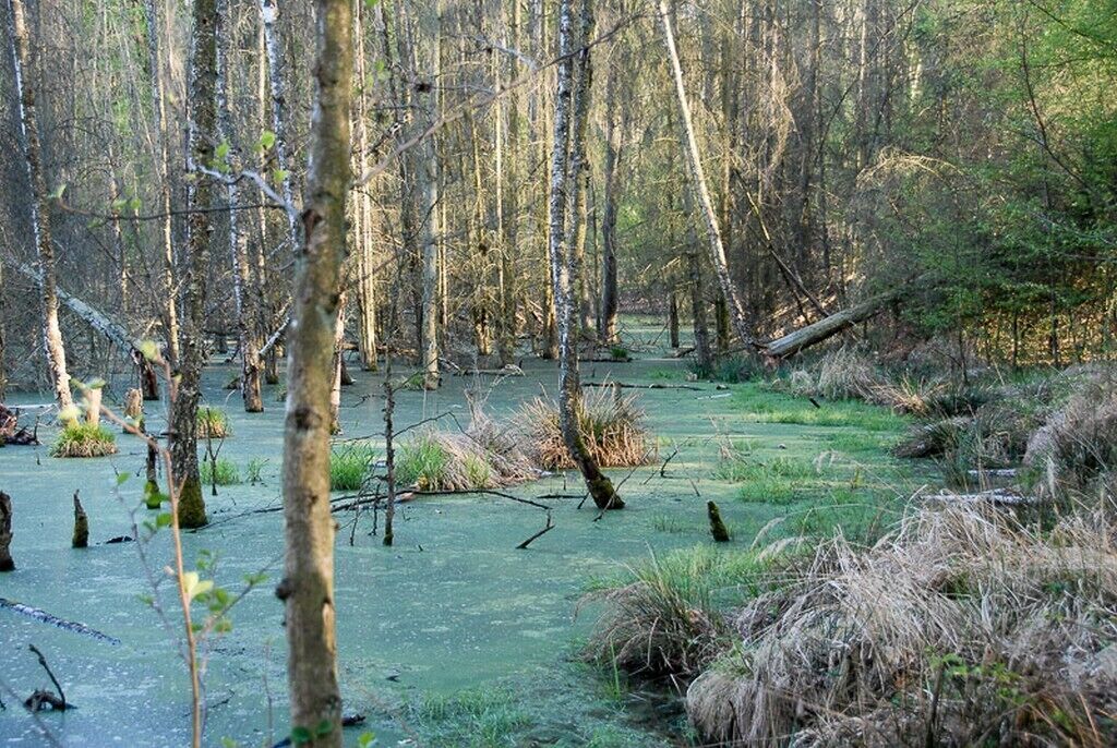 A swampy forest with standing water and trees.