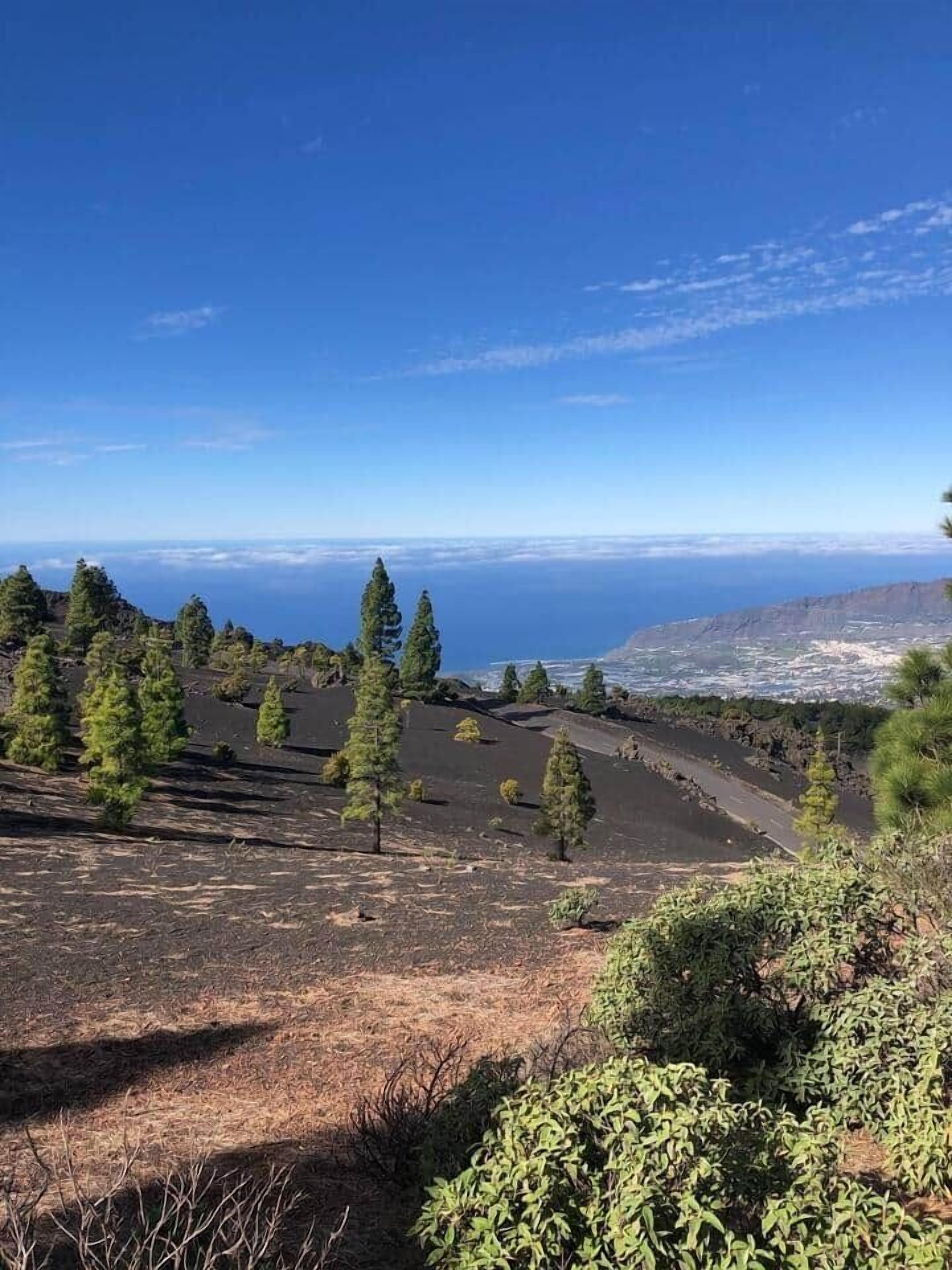 A coastal landscape with scattered trees and a clear view of the ocean.