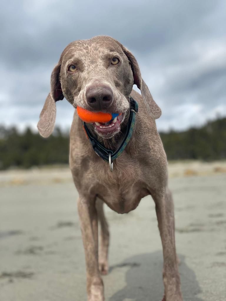 A Weimaraner dog with a toy in its mouth standing on a sandy beach.