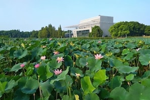Ein Lotus-Teich mit einem modernen Gebäude im Hintergrund.