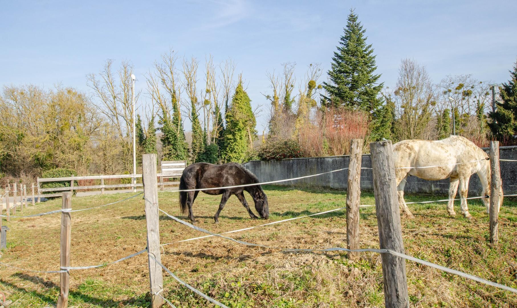 Un espacio al aire libre cercado con dos caballos pastando.
