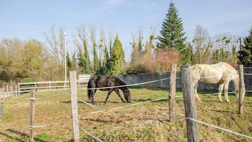 Un espacio al aire libre cercado con dos caballos pastando.