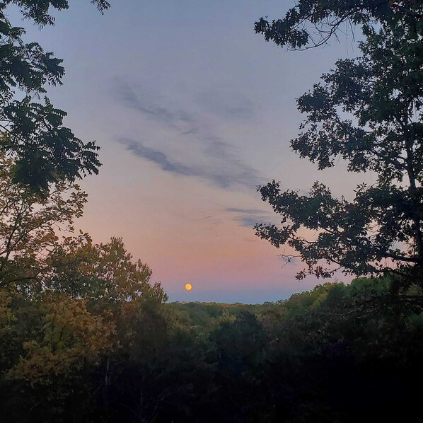 Een zonsondergang zicht door een bladerdak van bomen, met een zichtbare maan.