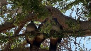 Two birds perched on a tree branch. - Glamping in Quimixto 5 minutes from the beach (Quimixto)