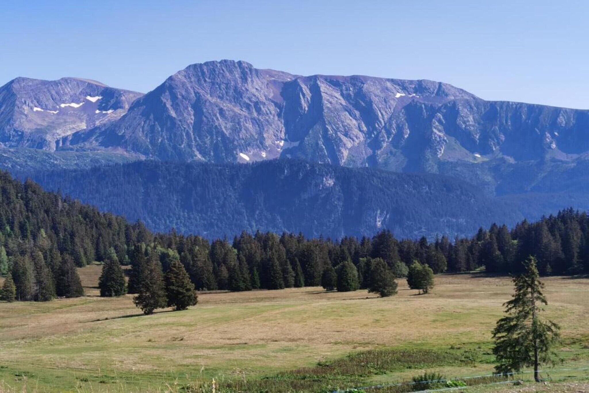 A mountainous landscape with a field in the foreground and dense forest at the base.