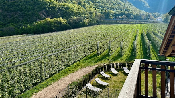 A vineyard with rows of grapevines, a dirt path, and a wooden deck with lounge chairs. - Apartment 'Maso Renner 4' with Mountain View, Wi-Fi and Air Conditioning (Laives)