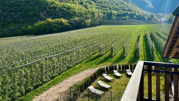 Viñedo con hileras de vides, un sendero de tierra y una terraza de madera con sillones de descanso.