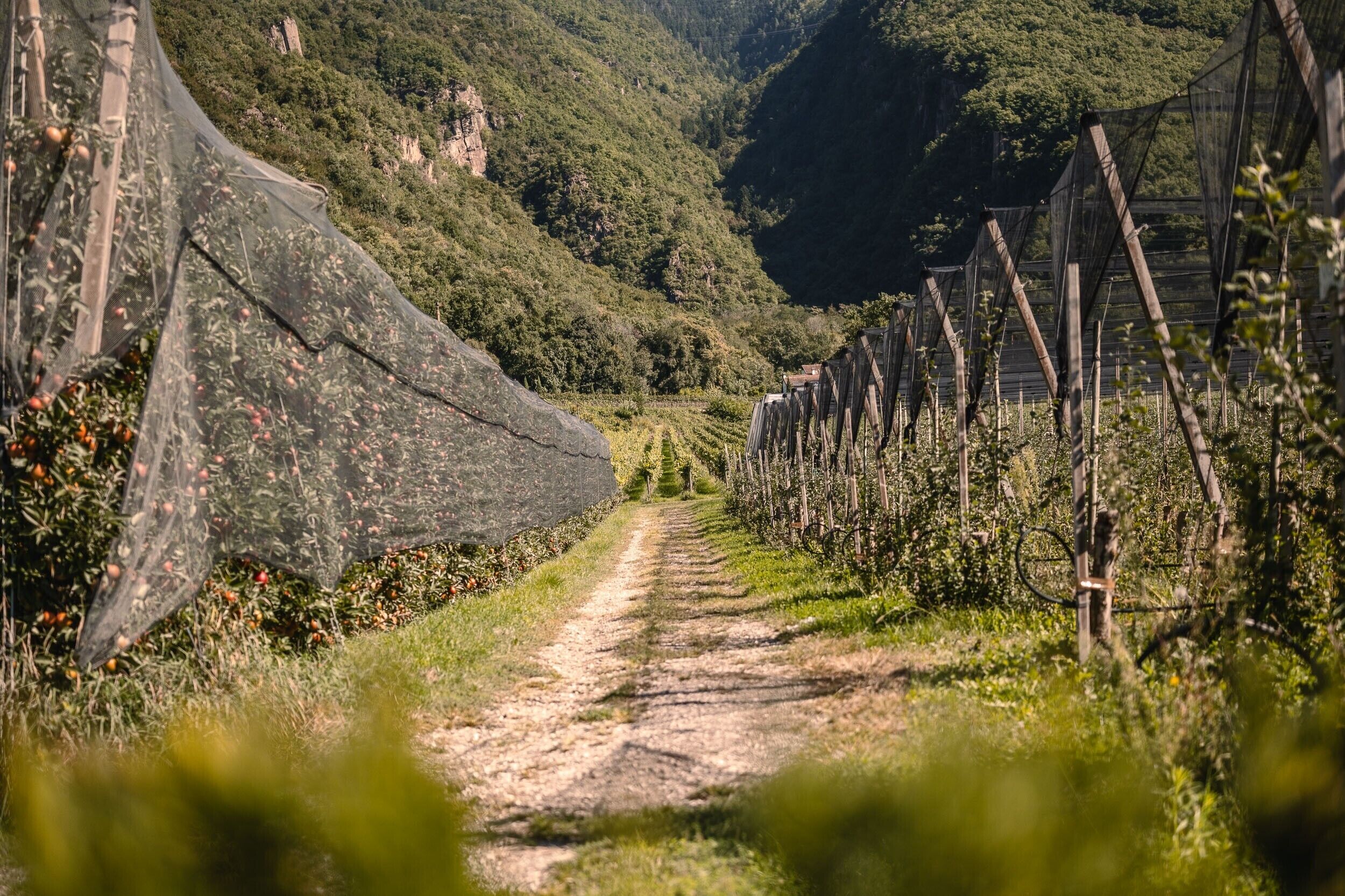 Viñedo con hileras de vides y un sendero de tierra.