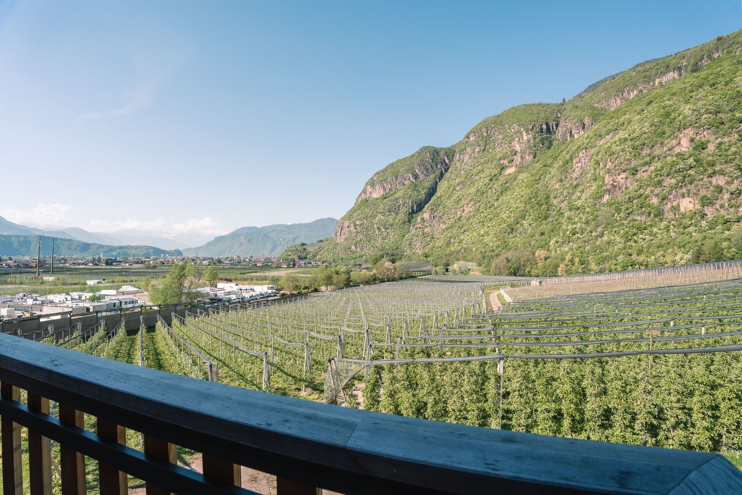 A vineyard with rows of grapevines, a wooden fence, and a mountainous backdrop.