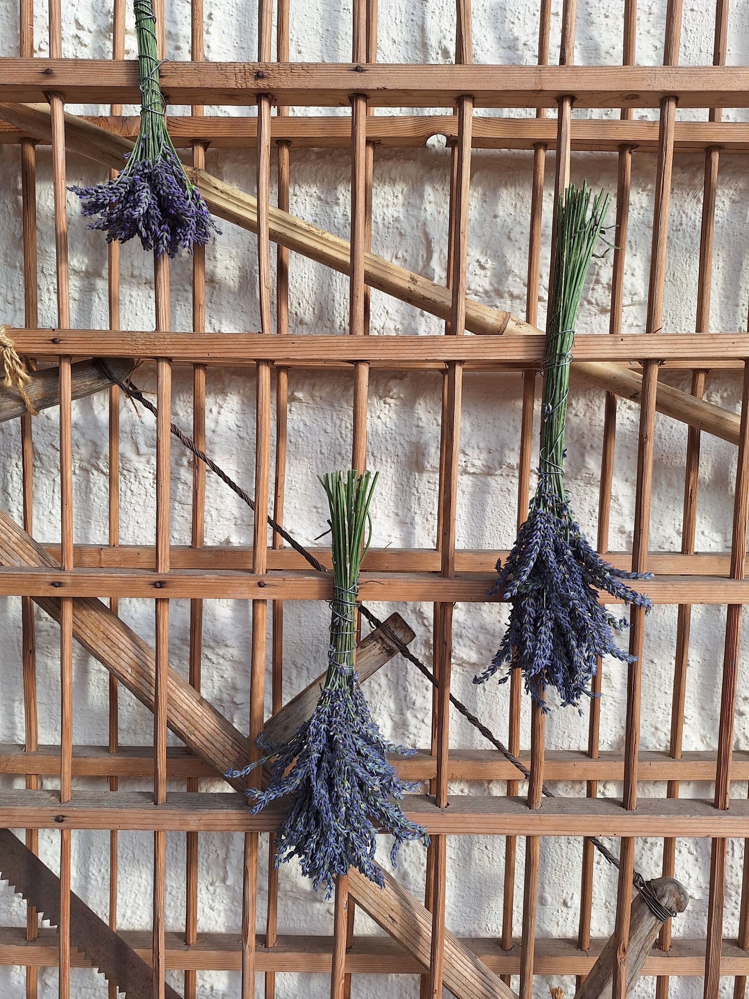 Una estructura de madera con plantas de lavanda.