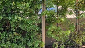 Une caméra de surveillance fixée sur un poteau, entourée d’un feuillage verdoyant et luxuriant.